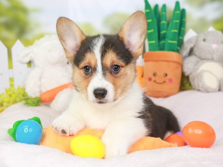 Pembroke Welsh Corgi