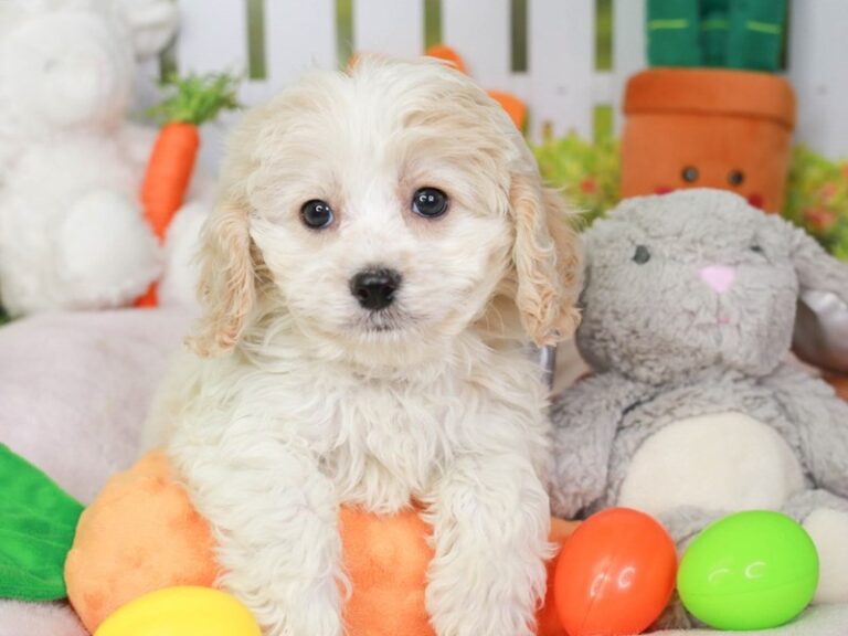 Cavapoo