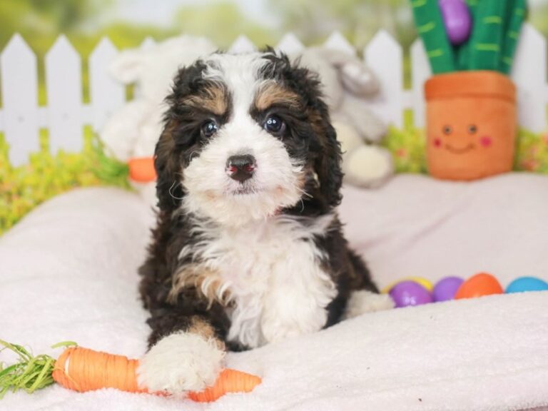 Mini Bernedoodle