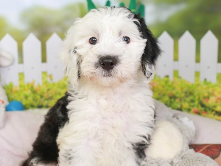 Mini Sheepadoodle