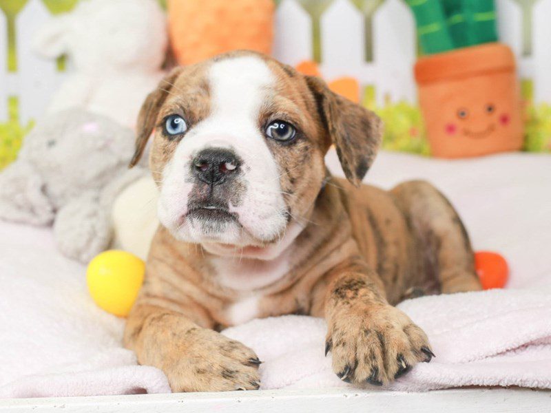 Olde English Bulldog-Male-Brdl & Wh-3603886-Animal Kingdom | Puppies N Love