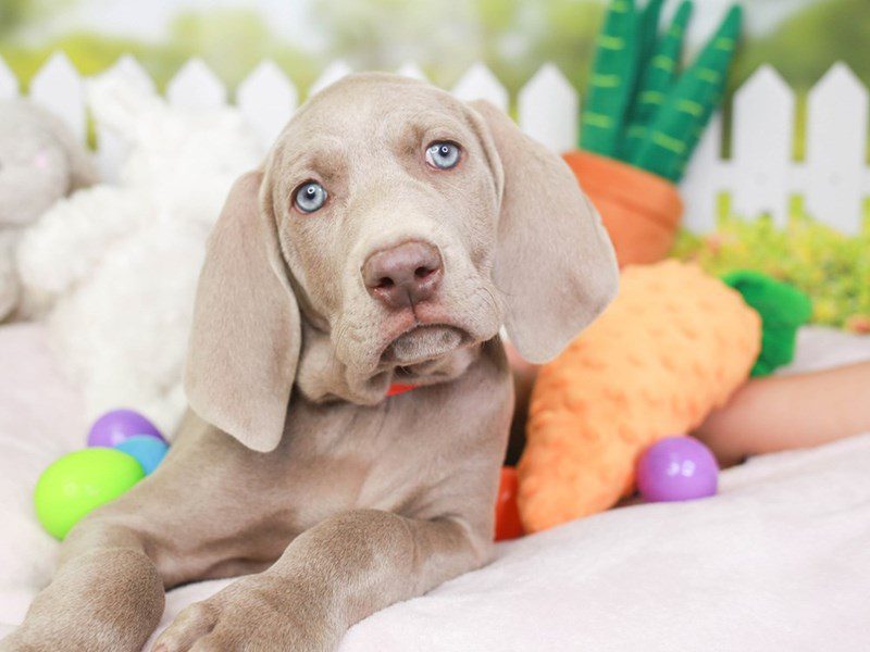 Weimaraner-Male-Silver Gray-3509382-Animal Kingdom | Puppies N Love