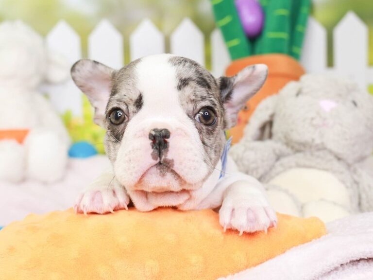 French Bulldog