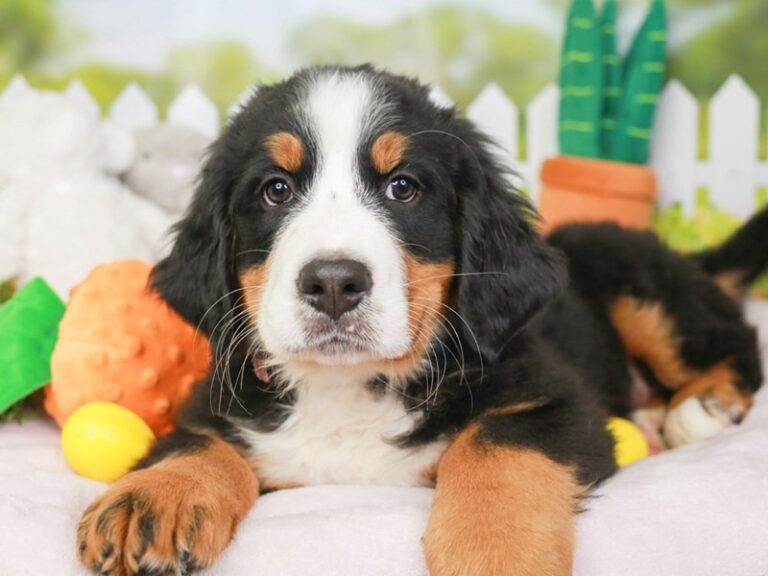 Bernese Mountain Dog