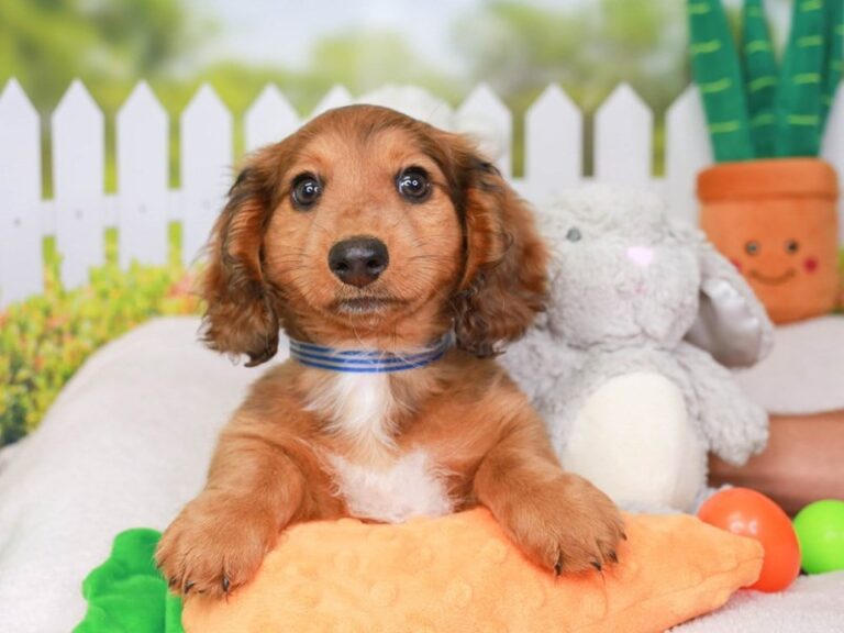 Dachshund