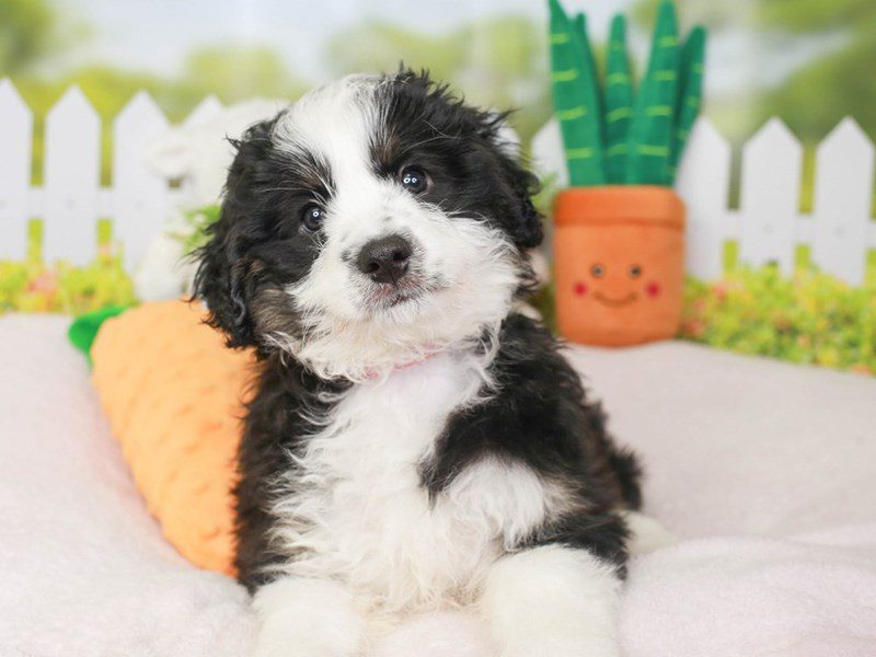 Aussie PooDOGFemaleBLK WHT3604045Animal Kingdom Puppies N Love