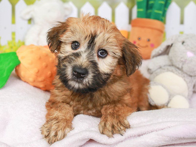 Soft Coated Wheaten-Female-Wheaten-3603671-Animal Kingdom | Puppies N Love