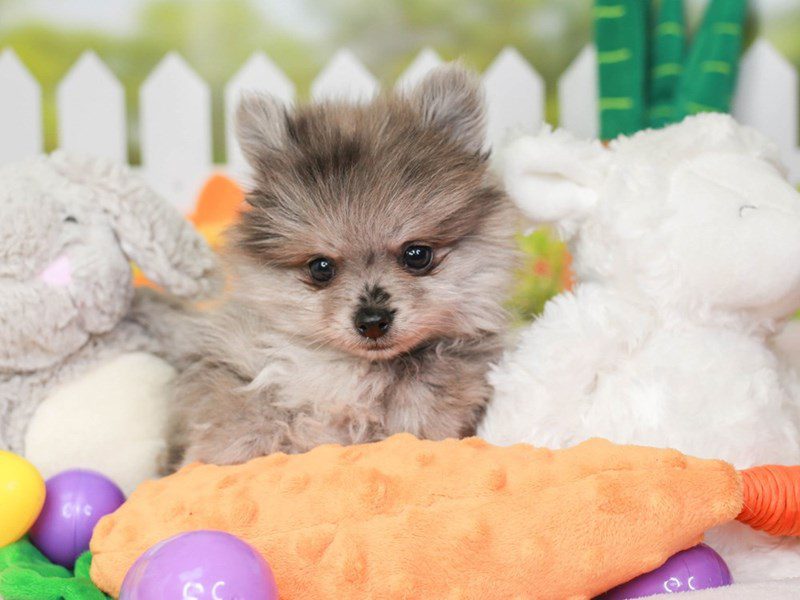Pomeranian-Male-bl mrl-3603324-Animal Kingdom | Puppies N Love