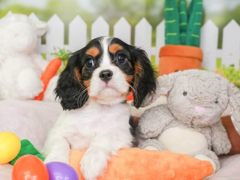 Cavalier King Charles