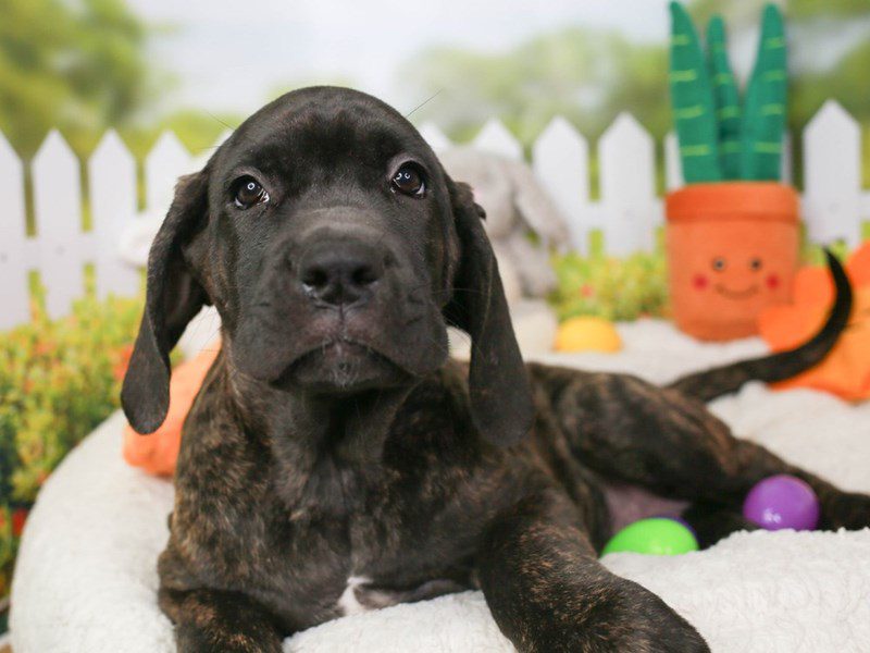 Daniff DOG Male DK BRDL 3603592 Animal Kingdom Puppies N Love