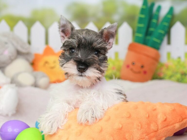 Mini Schnauzer