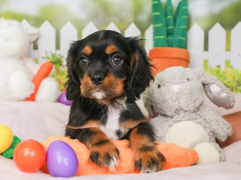 Cavalier King Charles