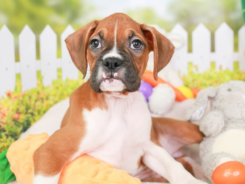 Boxer-Female-Fawn-3602659-Animal Kingdom | Puppies N Love