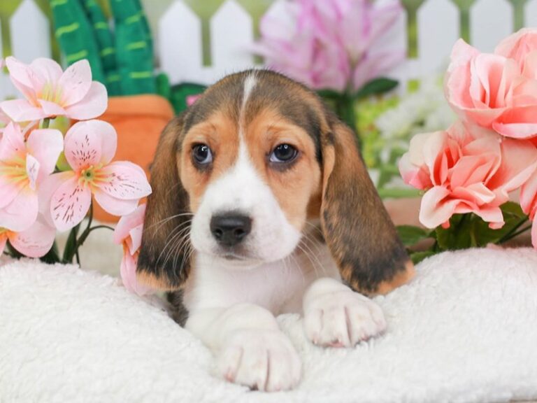 Beagle