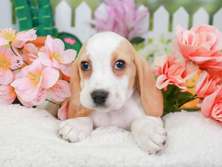 Beagle