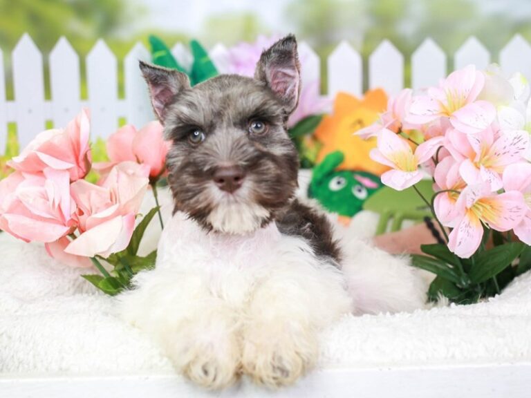 Mini Schnauzer