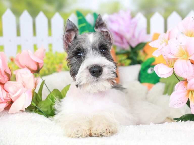 Mini Schnauzer