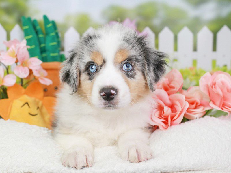 Mini American Shepherd-Male-bl mrl-3613971-Animal Kingdom | Puppies N Love