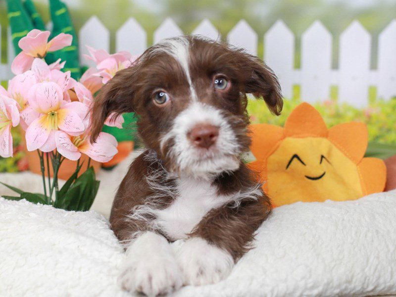 Schnese-Female-CHOC & WHT-3613318-Animal Kingdom | Puppies N Love