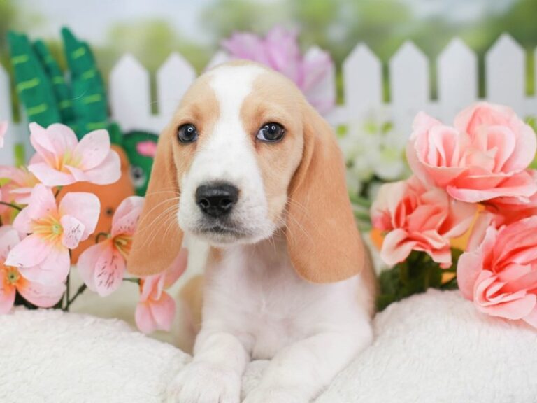 Beagle