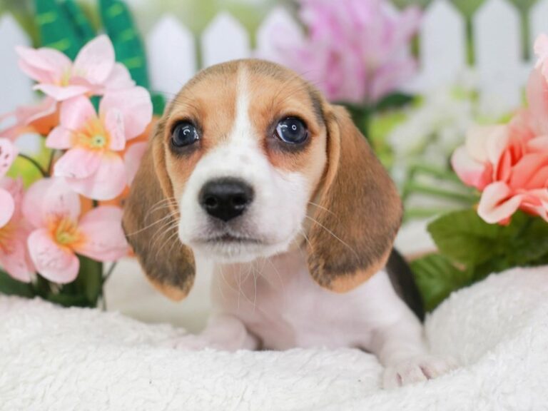 Beagle