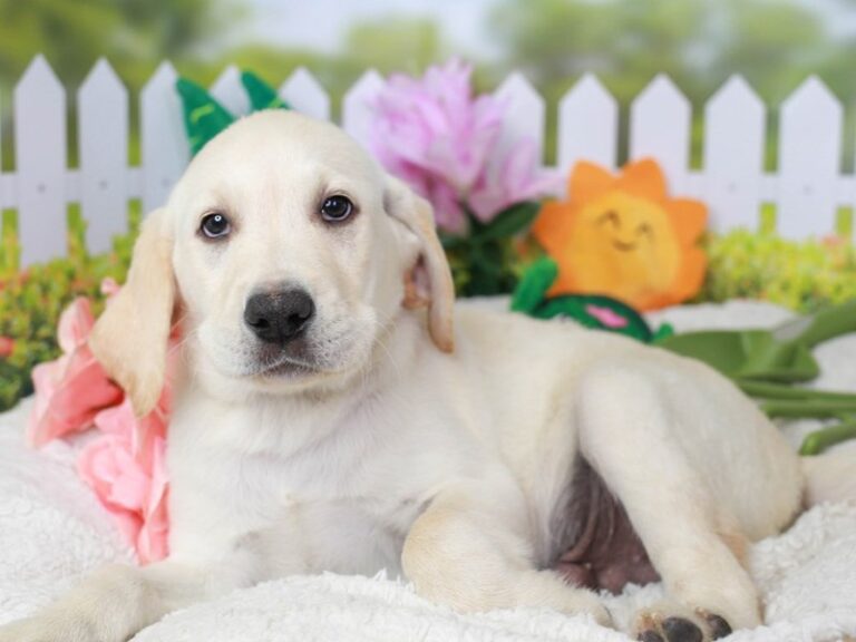 Labrador Retriever