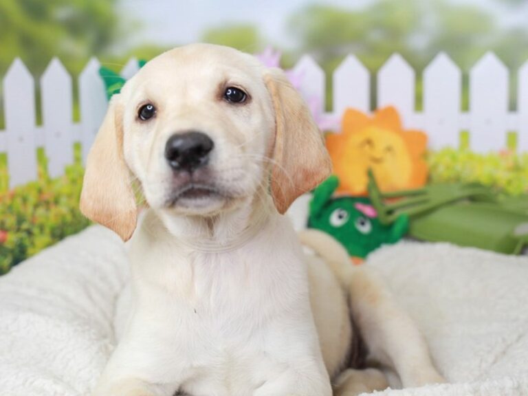 Labrador Retriever