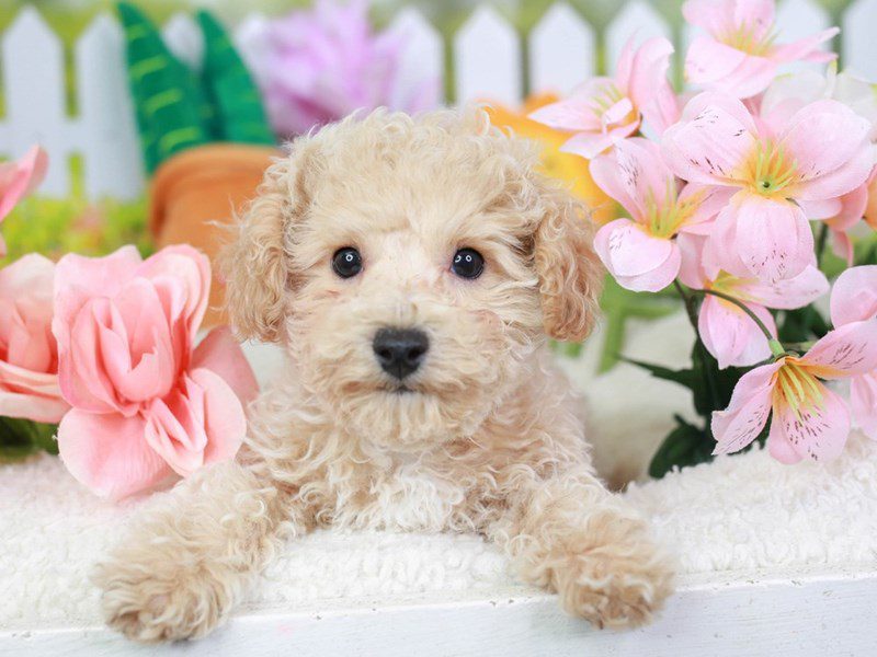 Poochon-Male-Cr-3613277-Animal Kingdom | Puppies N Love