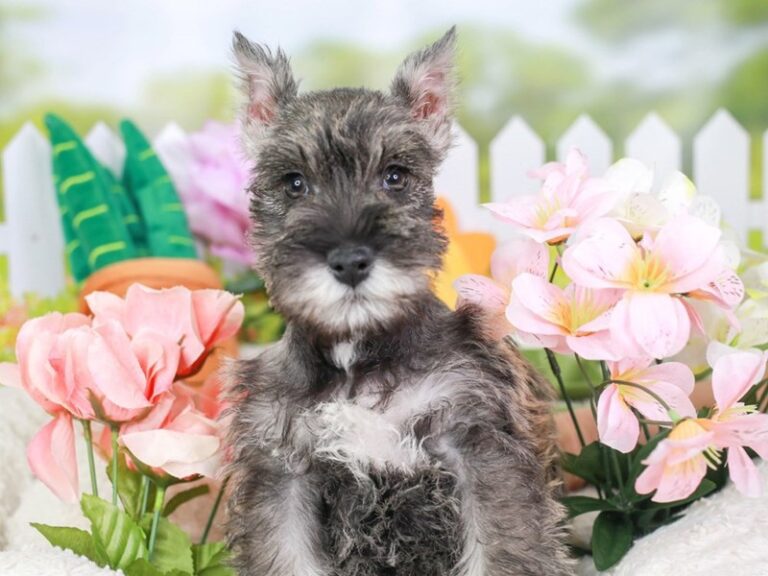 Mini Schnauzer