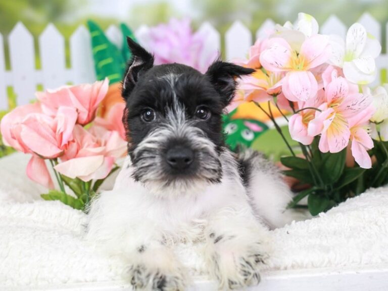 Mini Schnauzer