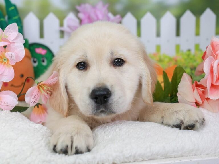 Golden Retriever