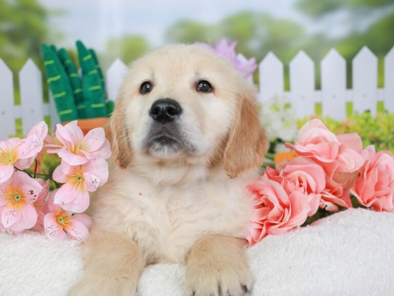 Golden Retriever
