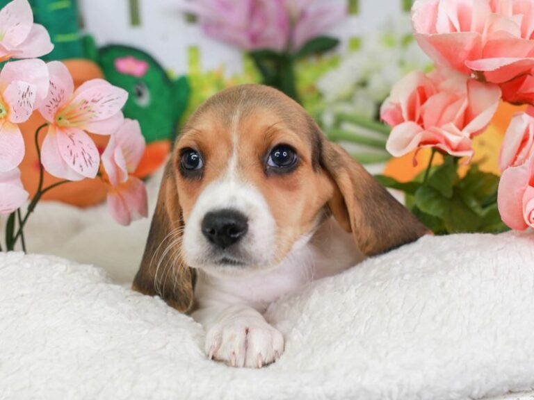 Beagle
