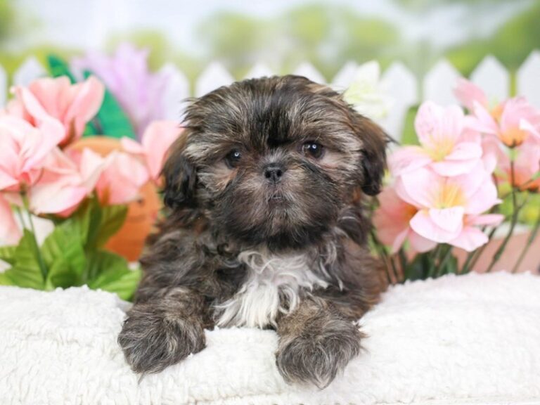 Shih Tzu