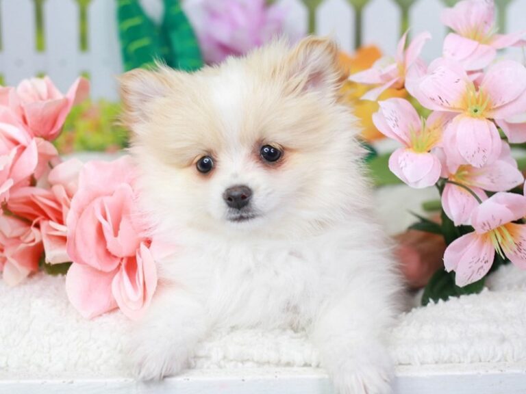 Pomeranian