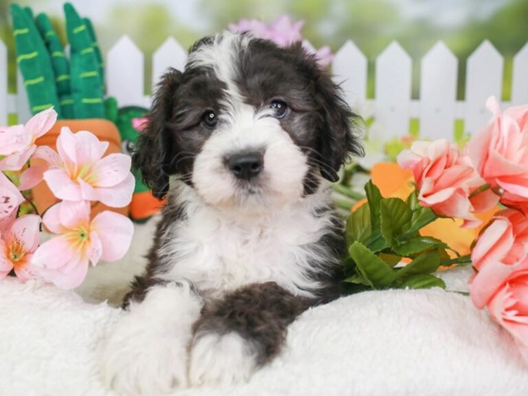 Mini Sheepadoodle