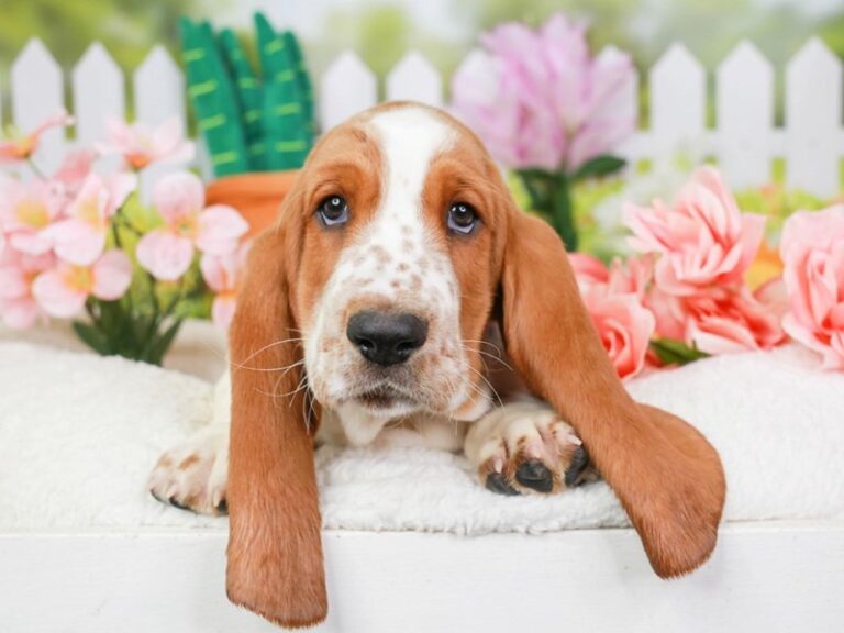 Basset Hound