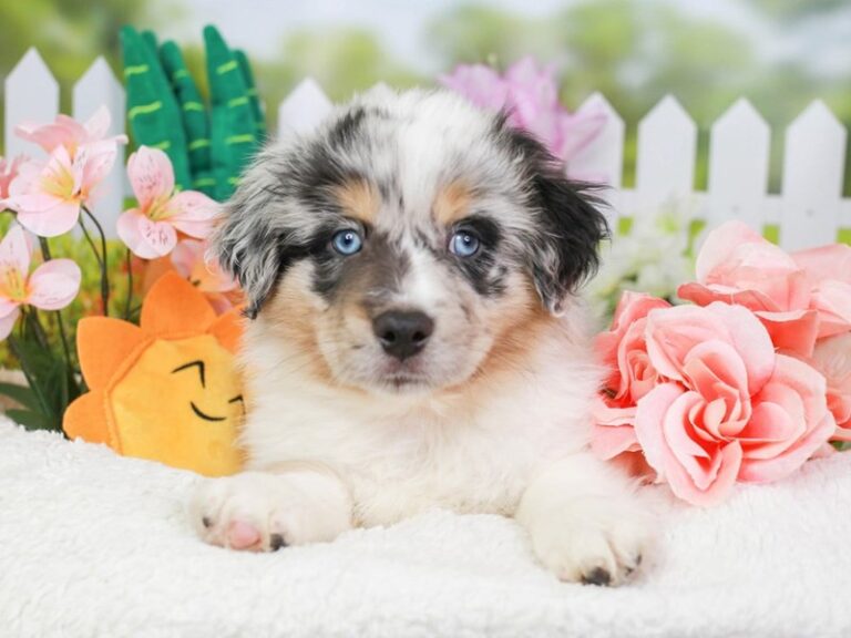 Mini American Shepherd