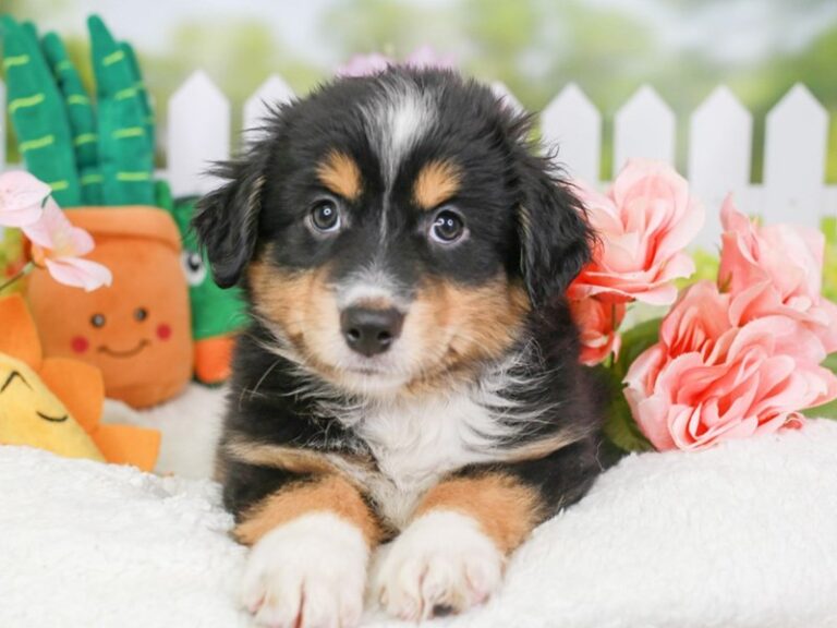 Mini American Shepherd