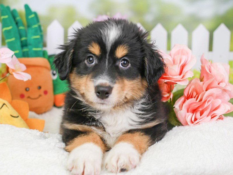 Mini American Shepherd-Female-blk tri-3613974-Animal Kingdom | Puppies N Love