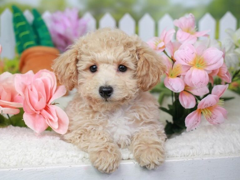 Poochon