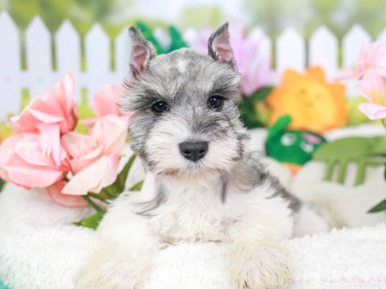 Mini Schnauzer