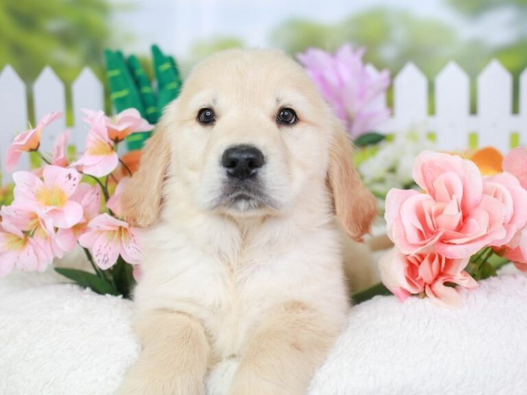 Golden Retriever