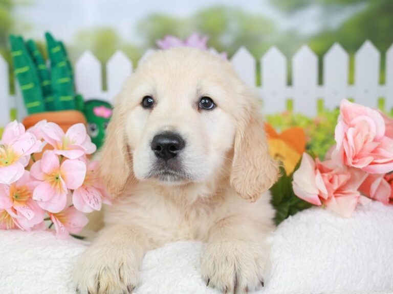Golden Retriever