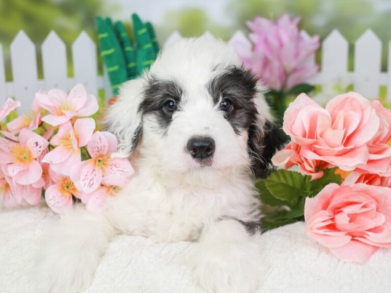 Mini Sheepadoodle
