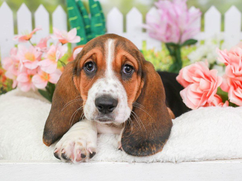 Basset Hound-Female-Tri-3613970-Animal Kingdom | Puppies N Love