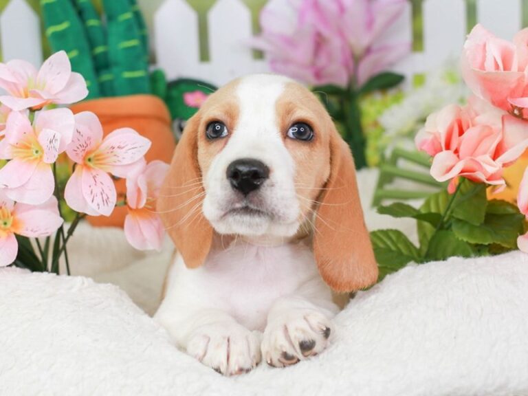 Beagle