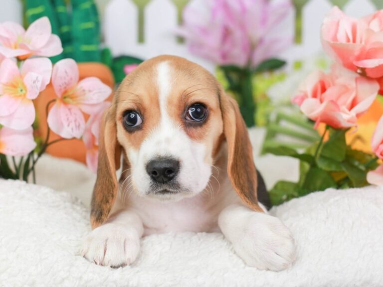 Beagle