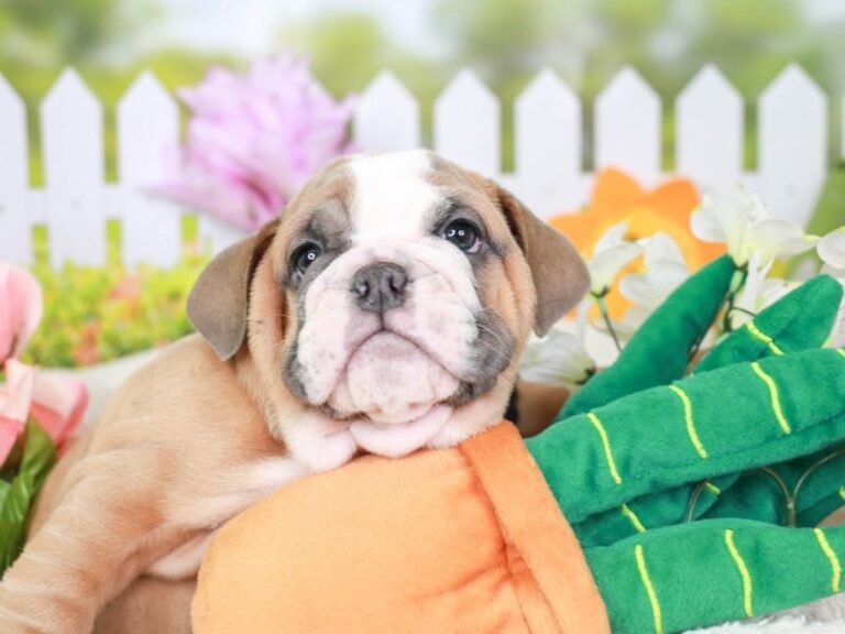 English Bulldog