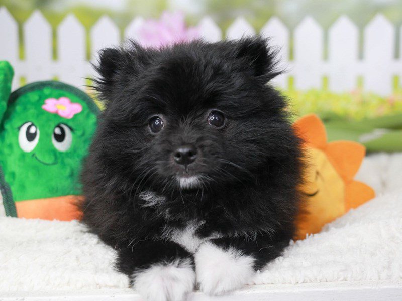 Pomeranian-Male-blk & wh-3613192-Animal Kingdom | Puppies N Love